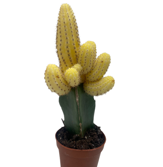 Cactus Graft Yellow