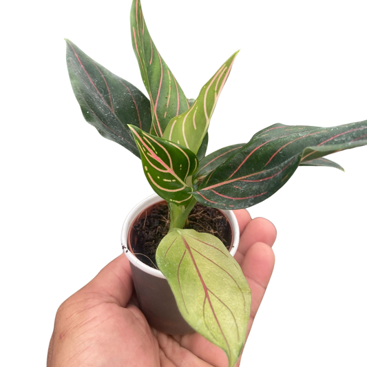 Chinese Evergreen 'Red Vein'