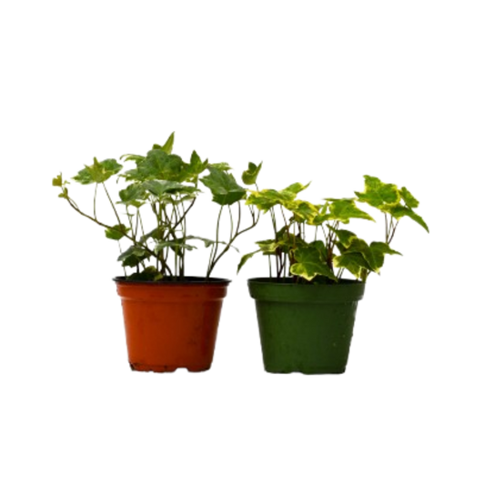 2 English Ivy Variety Pack - 4" Pot