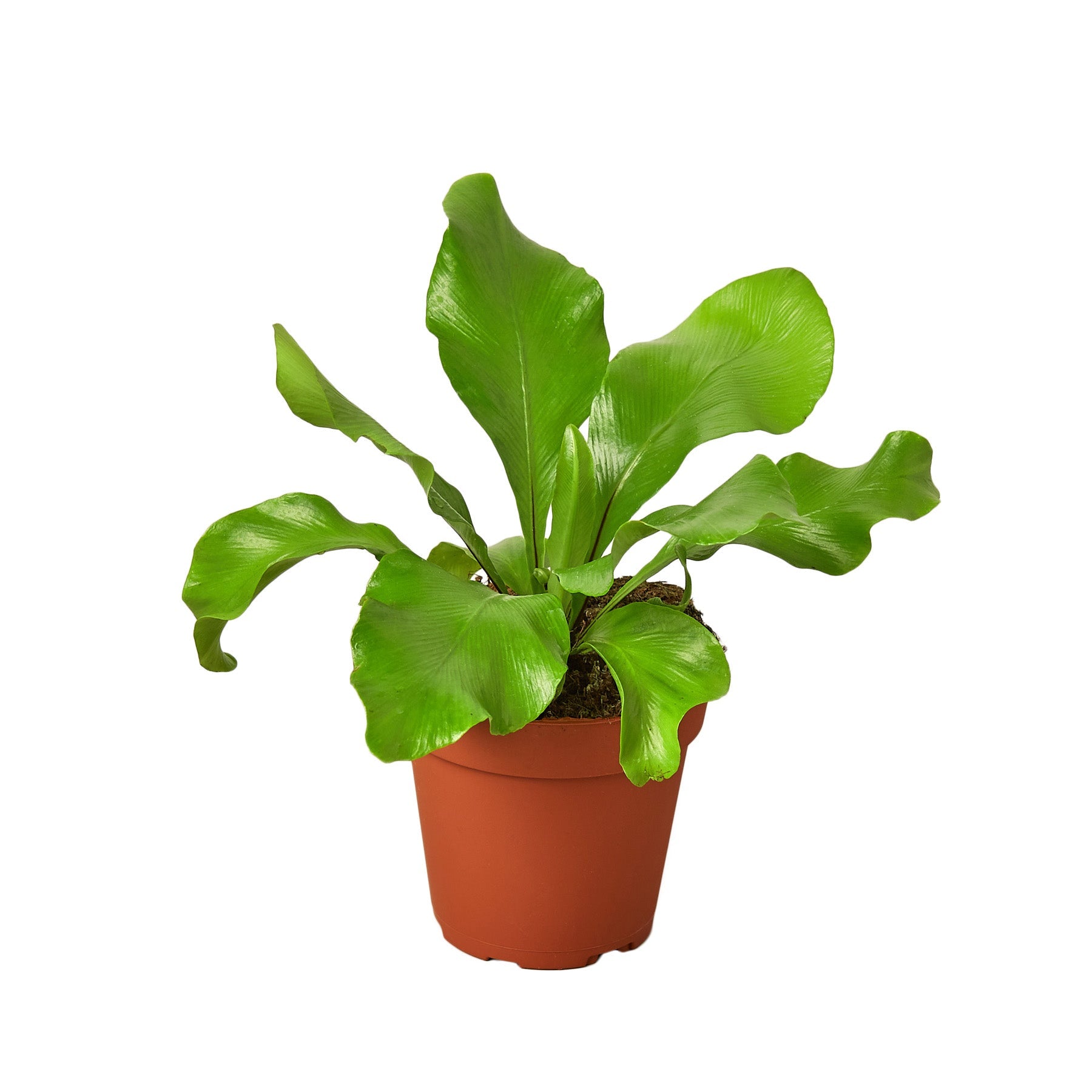 bird nest fern driftwood Bird's Nest 'Nidus' Fern – Driftwood Marketplace