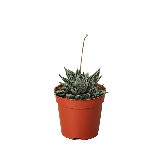 Succulent Haworthia Miami