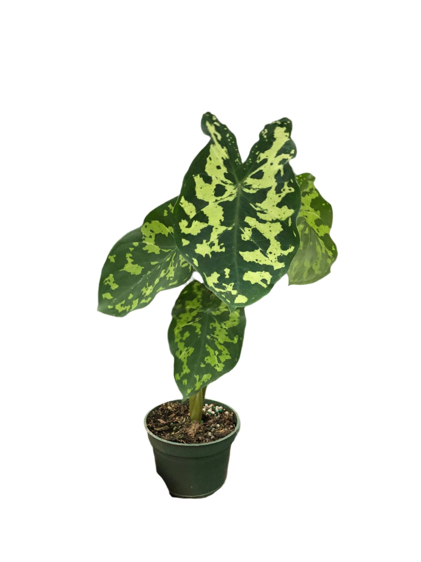 Alocasia 'Hilo Beauty'