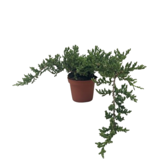 Bonsai Juniper