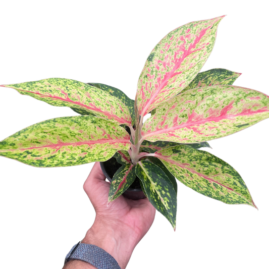 Chinese Evergreen 'Karat'