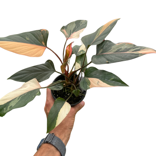 Homalomena Pink Diamond