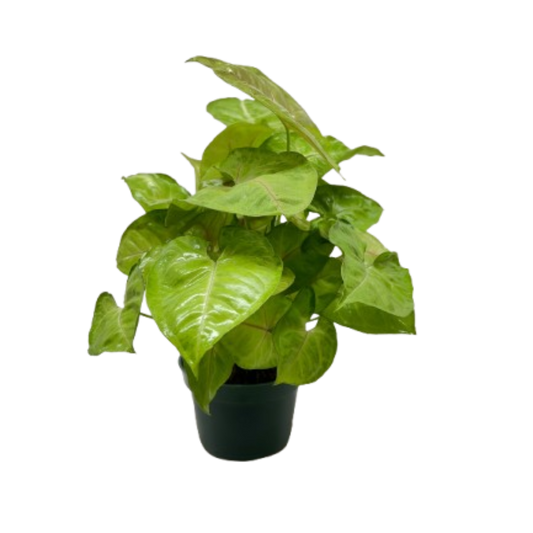 Syngonium Cream Allusion