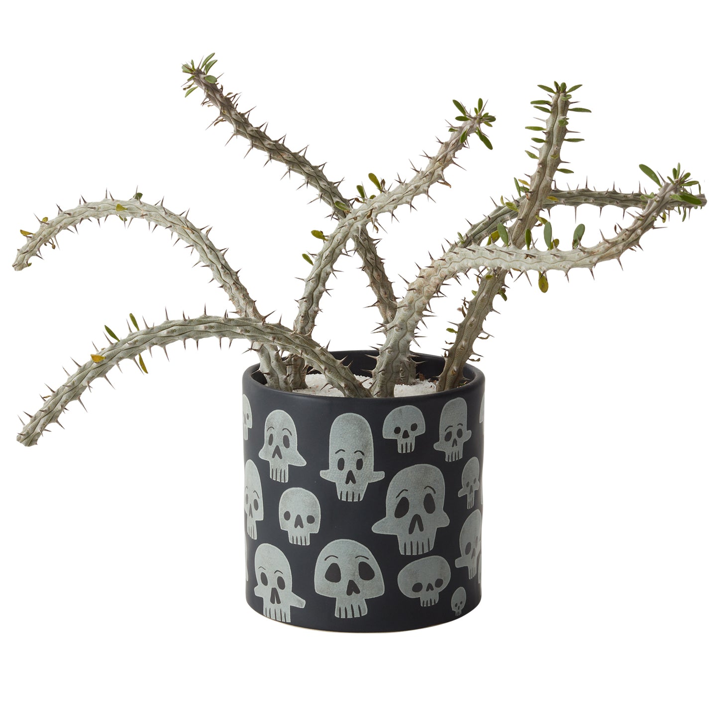 Calaca Pot 5.25"x 5"