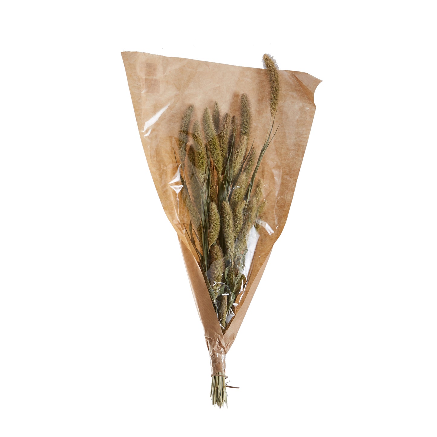 Dried Setaria 23.75"