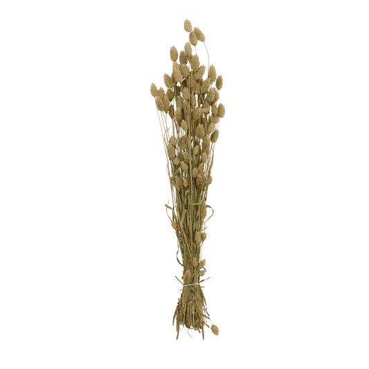 Dried Phalaris 5"x 23"