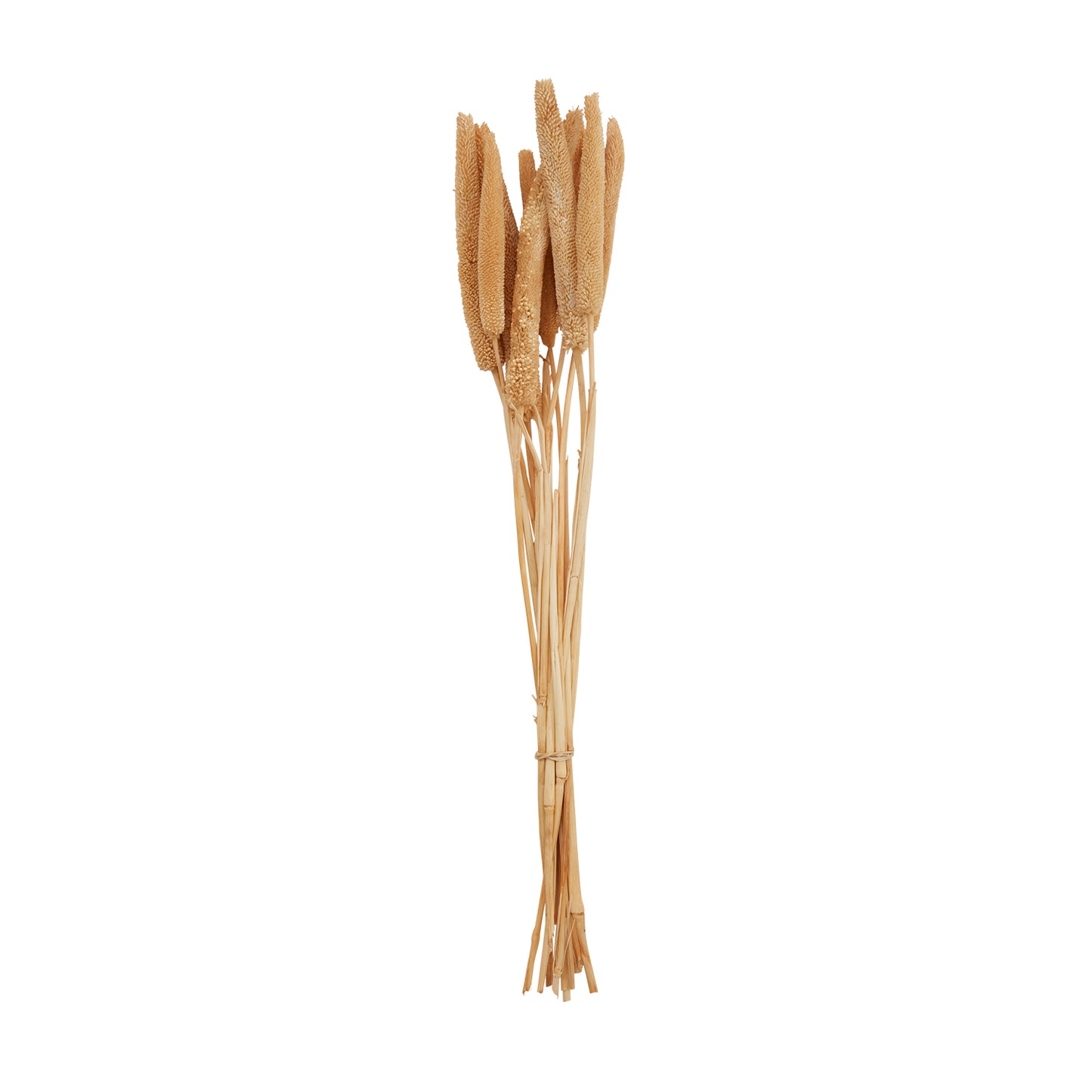 Dried Babala 5"x 30"