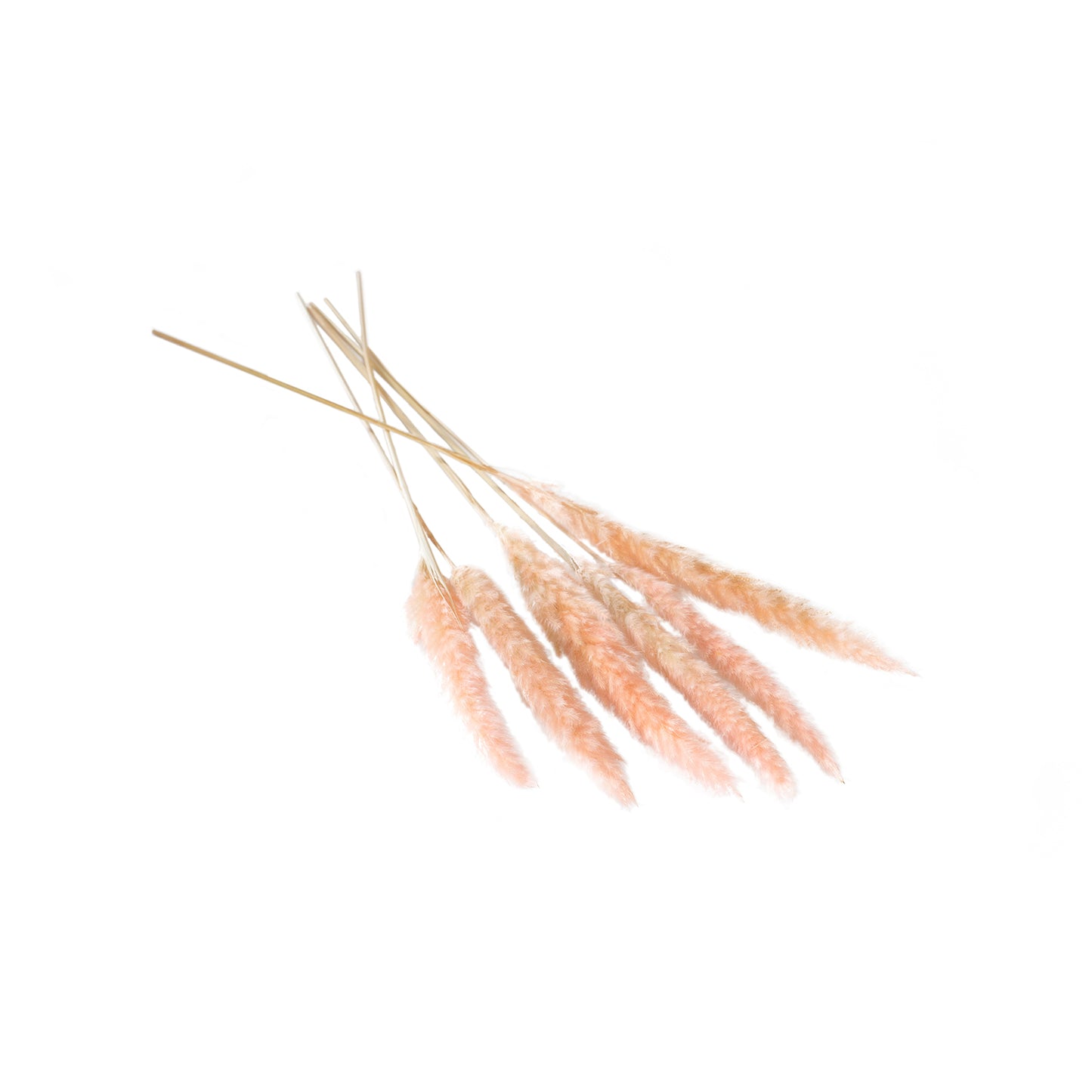 Pampas Grass Pack of 6 - 25.5"