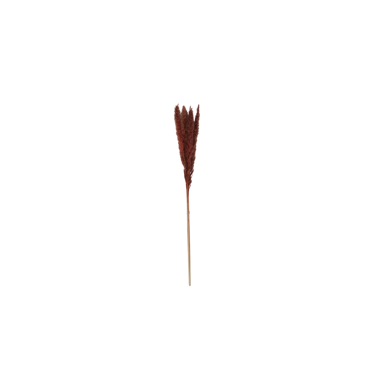 Pampas Grass Pack of 6 - 25.5"