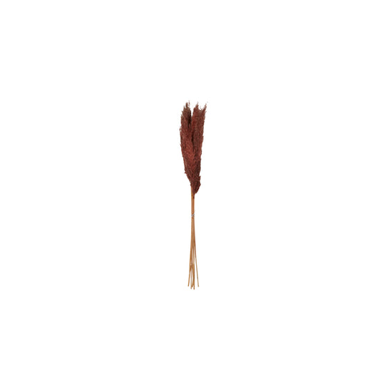 Pampas Grass Pack of 6 - 25.5"