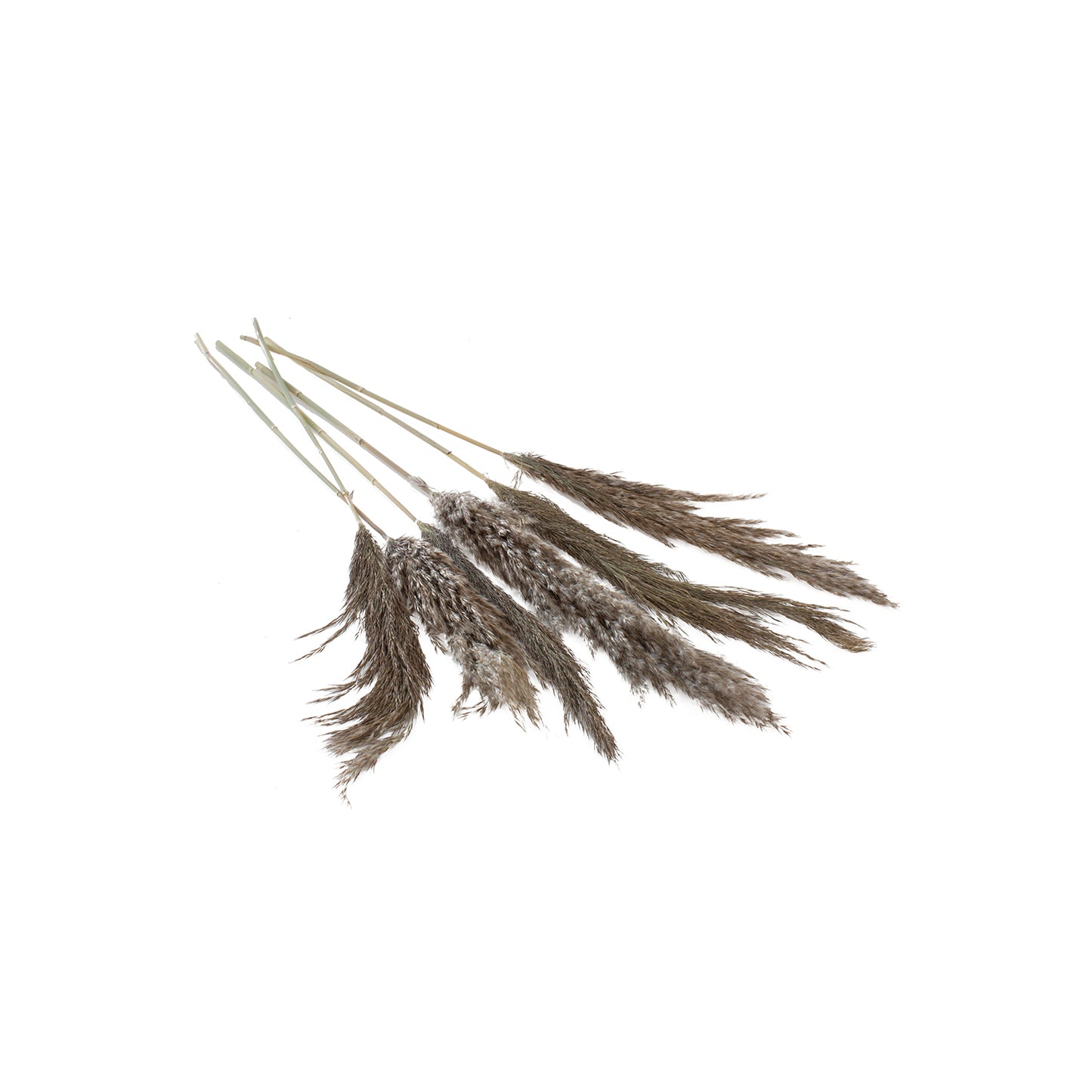 Pampas Grass Pack of 6 - 25.5"