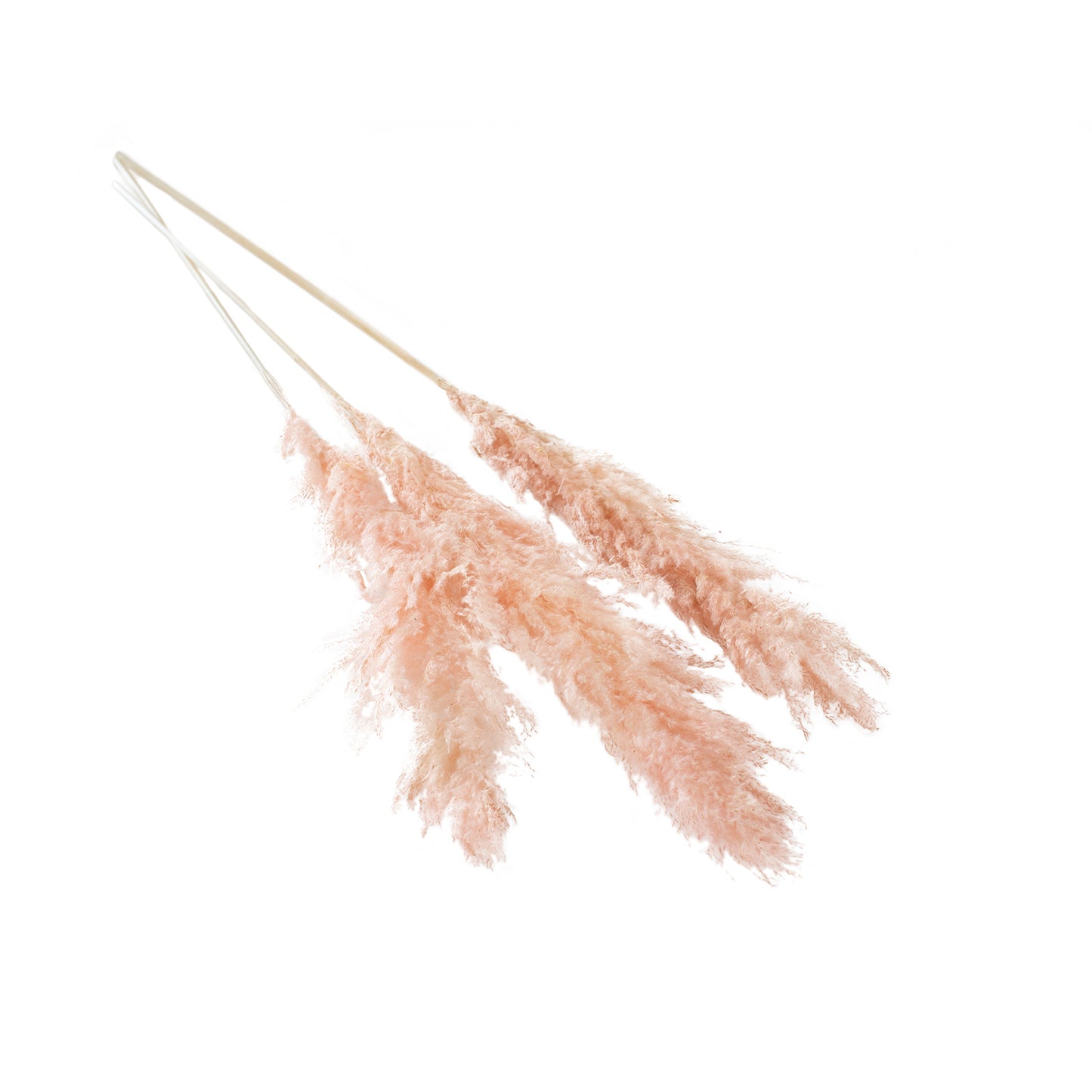 Pampas Grass Pack of 3 - 47"