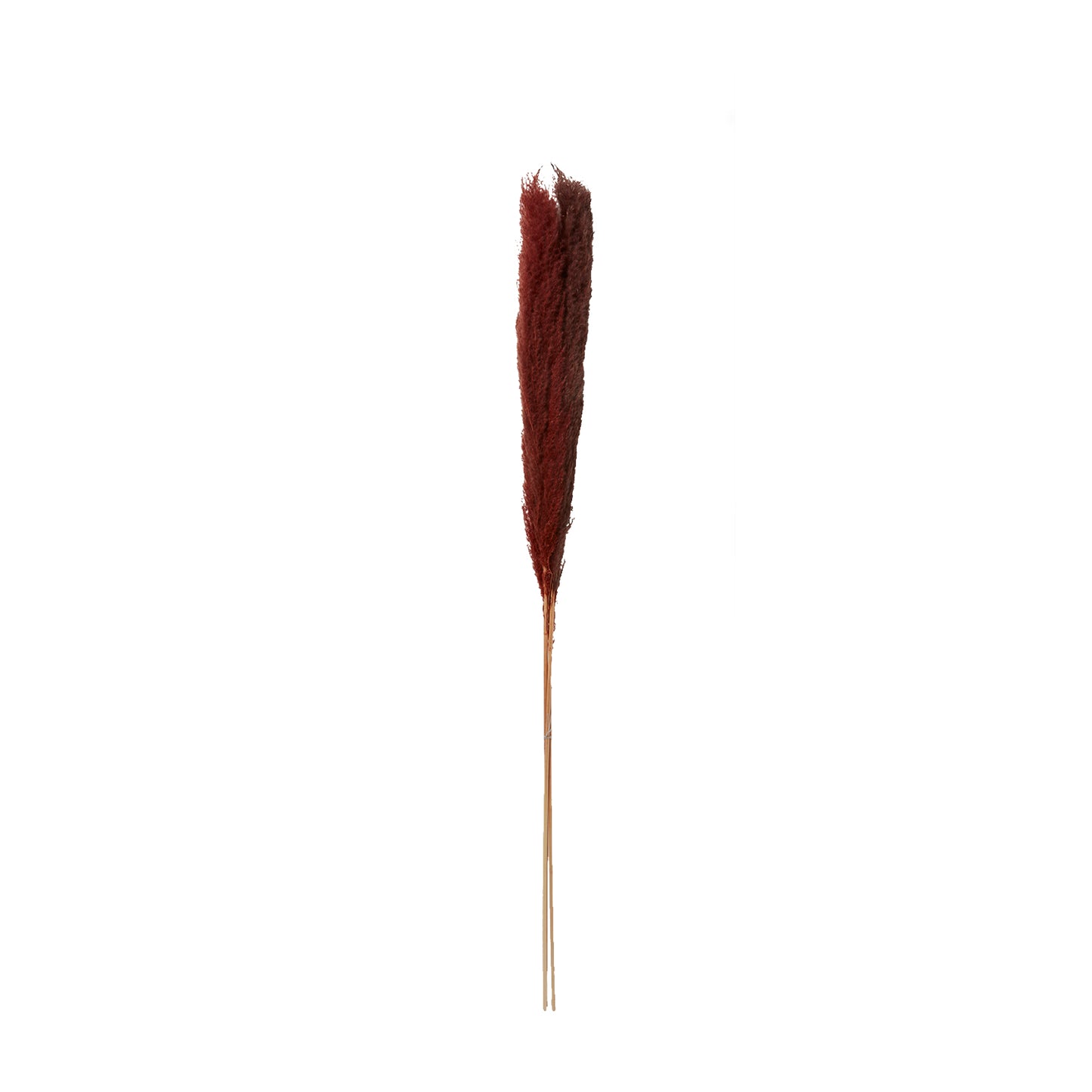 Pampas Grass Pack of 3 - 47"