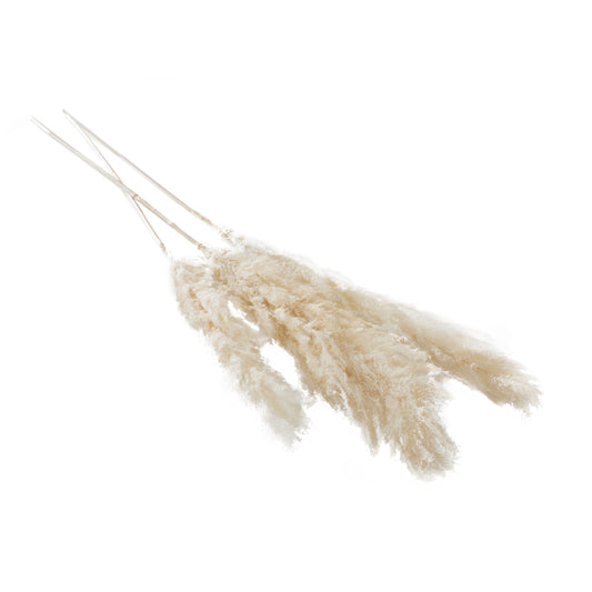 Pampas Grass Pack of 3 - 55"