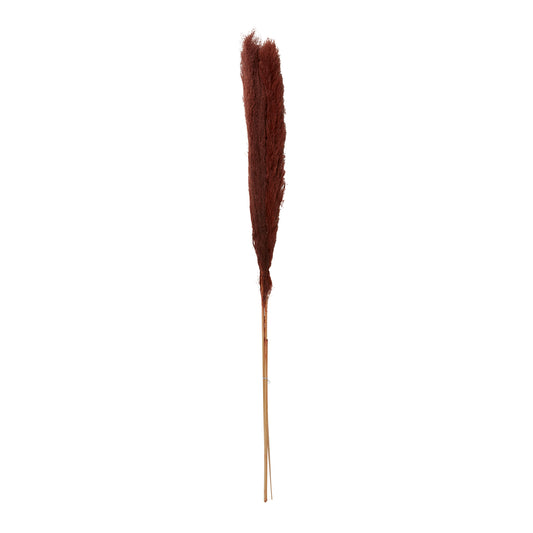 Pampas Grass Pack of 3 - 55"