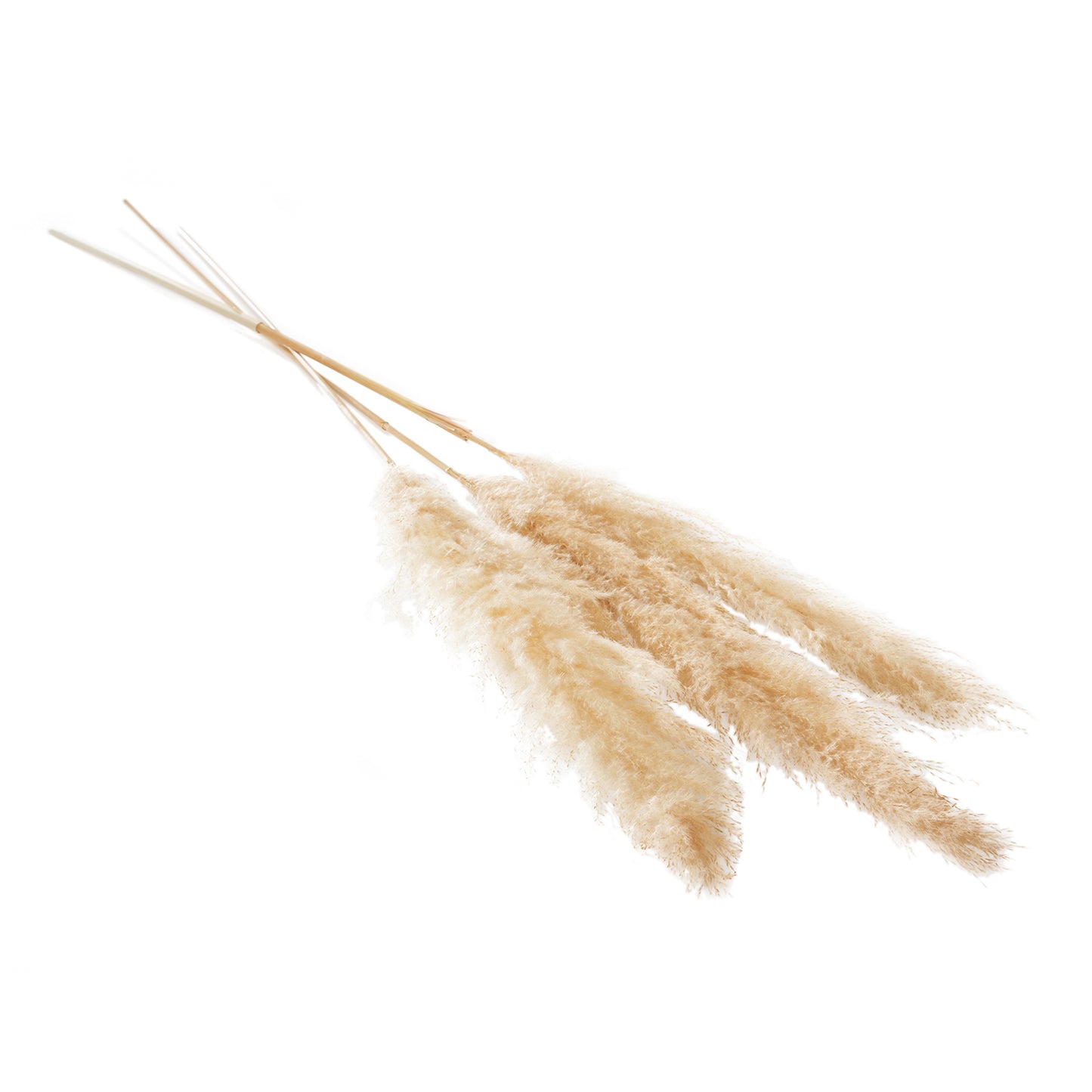 Pampas Grass Pack of 3 - 55"