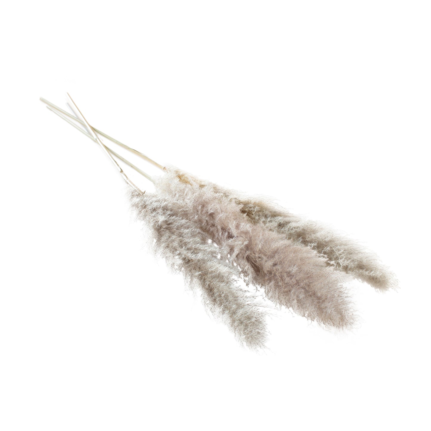 Pampas Grass Pack of 3 - 55"