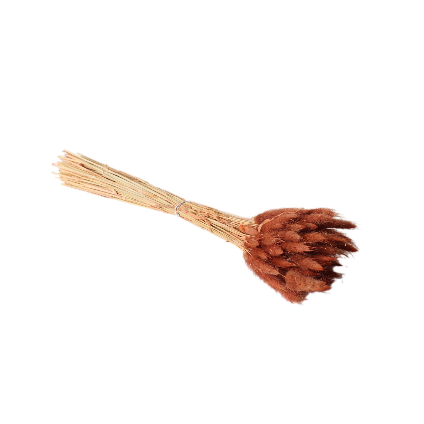 Lagurus Grass Brown 80 Pieces - 17.5"