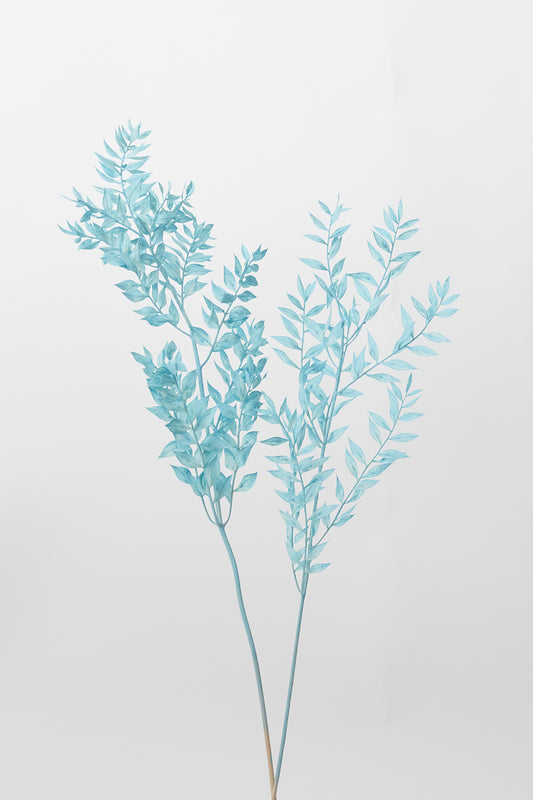 Dried Ruscus 30"
