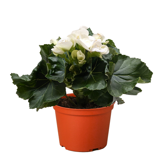 Begonia 'Reiger'