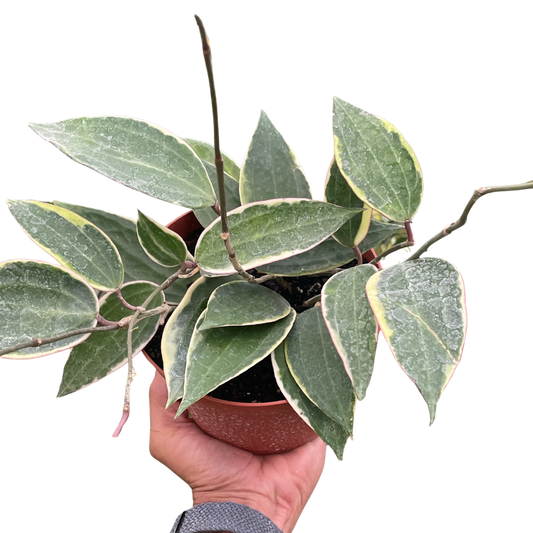 Hoya Macrophylla Variegated