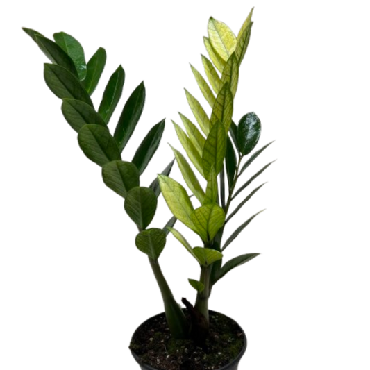 Zamioculcas 'Chameleon'