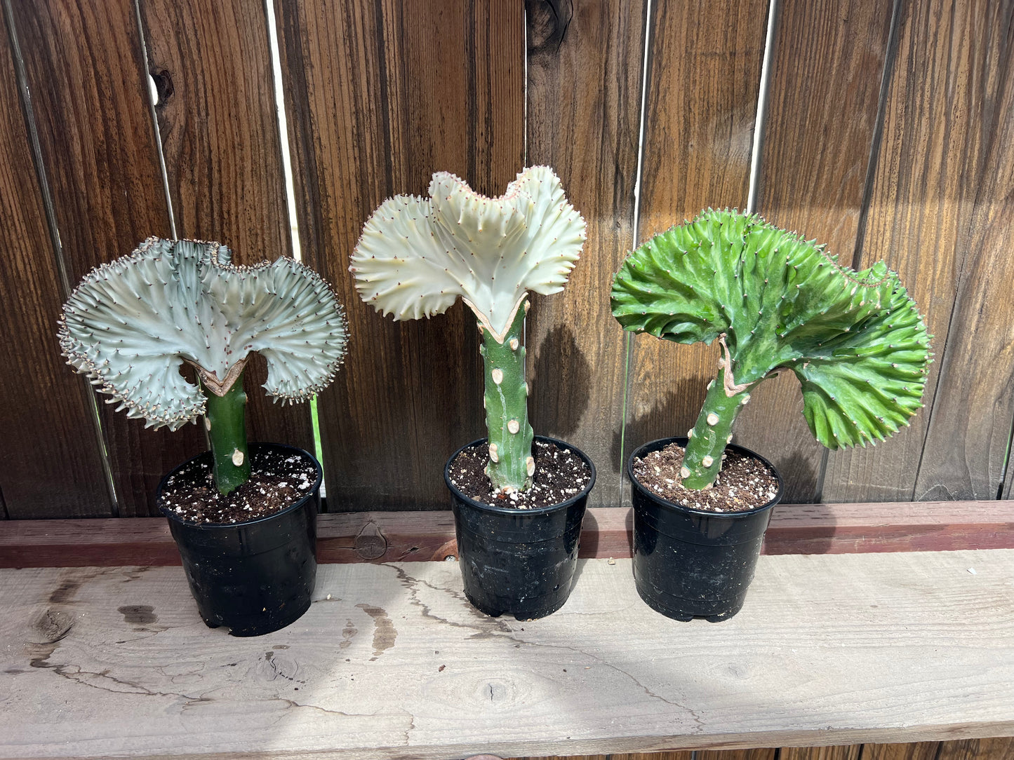 Grafted Euphoria