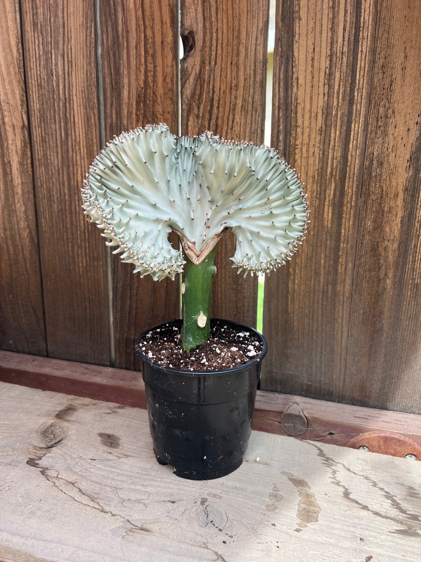 Grafted Euphoria