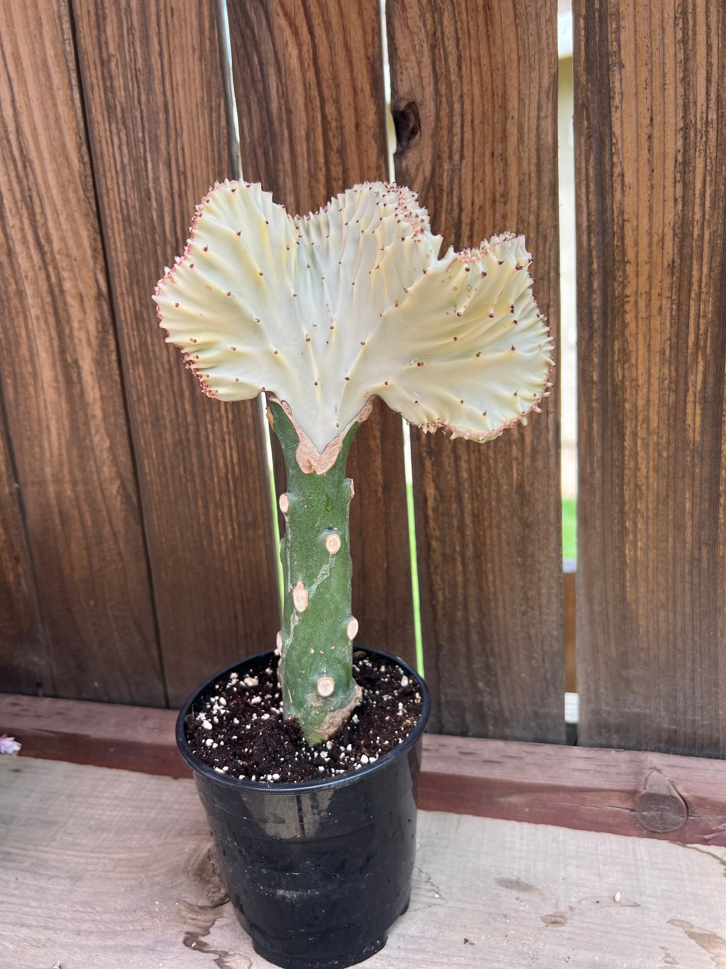 Grafted Euphoria