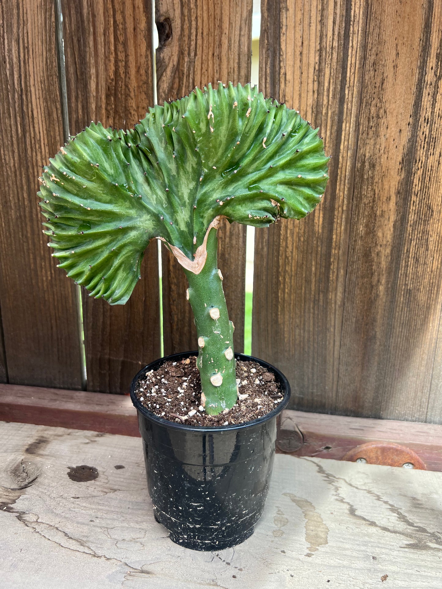 Grafted Euphoria