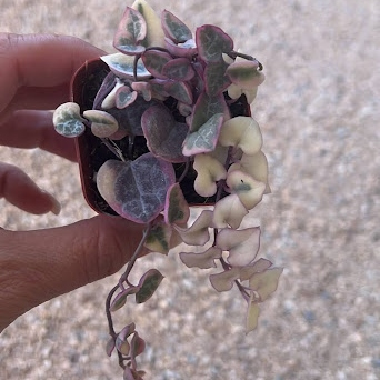 Variegated string of hearts 2in/4in/8in