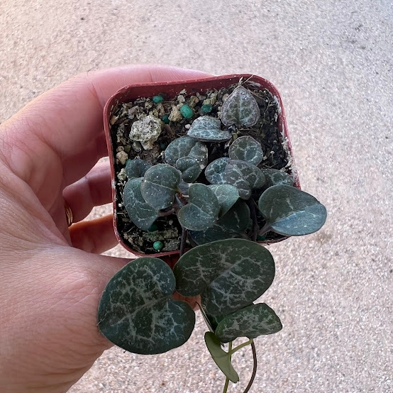 String of Hearts