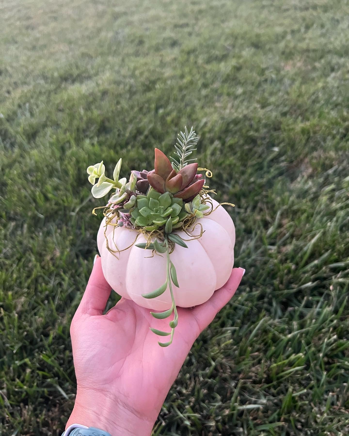 Pumpkin arrangements