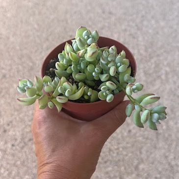 Cotyledon pendens