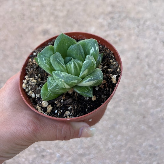 Variegated Haworthia