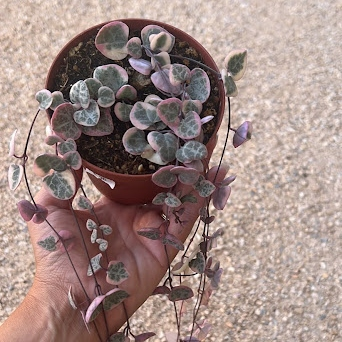 Variegated string of hearts 2in/4in/8in