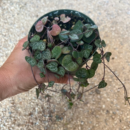 String of Hearts