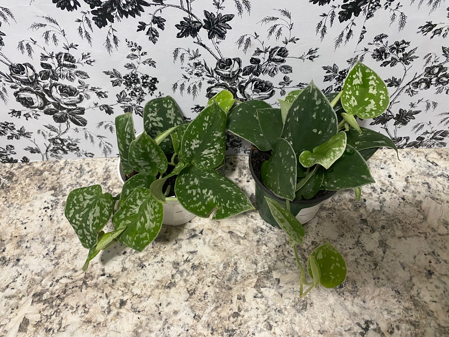 Satin Pothos