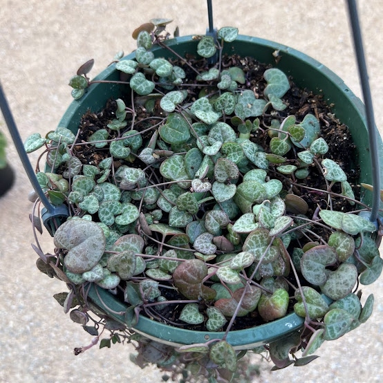 String of Hearts