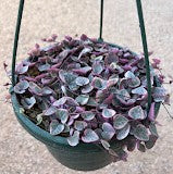 Variegated string of hearts 2in/4in/8in