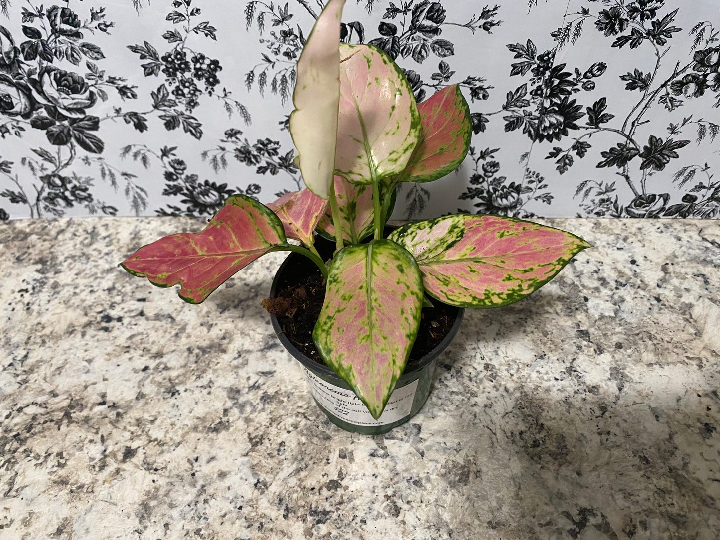 Aglaonema Hybrid