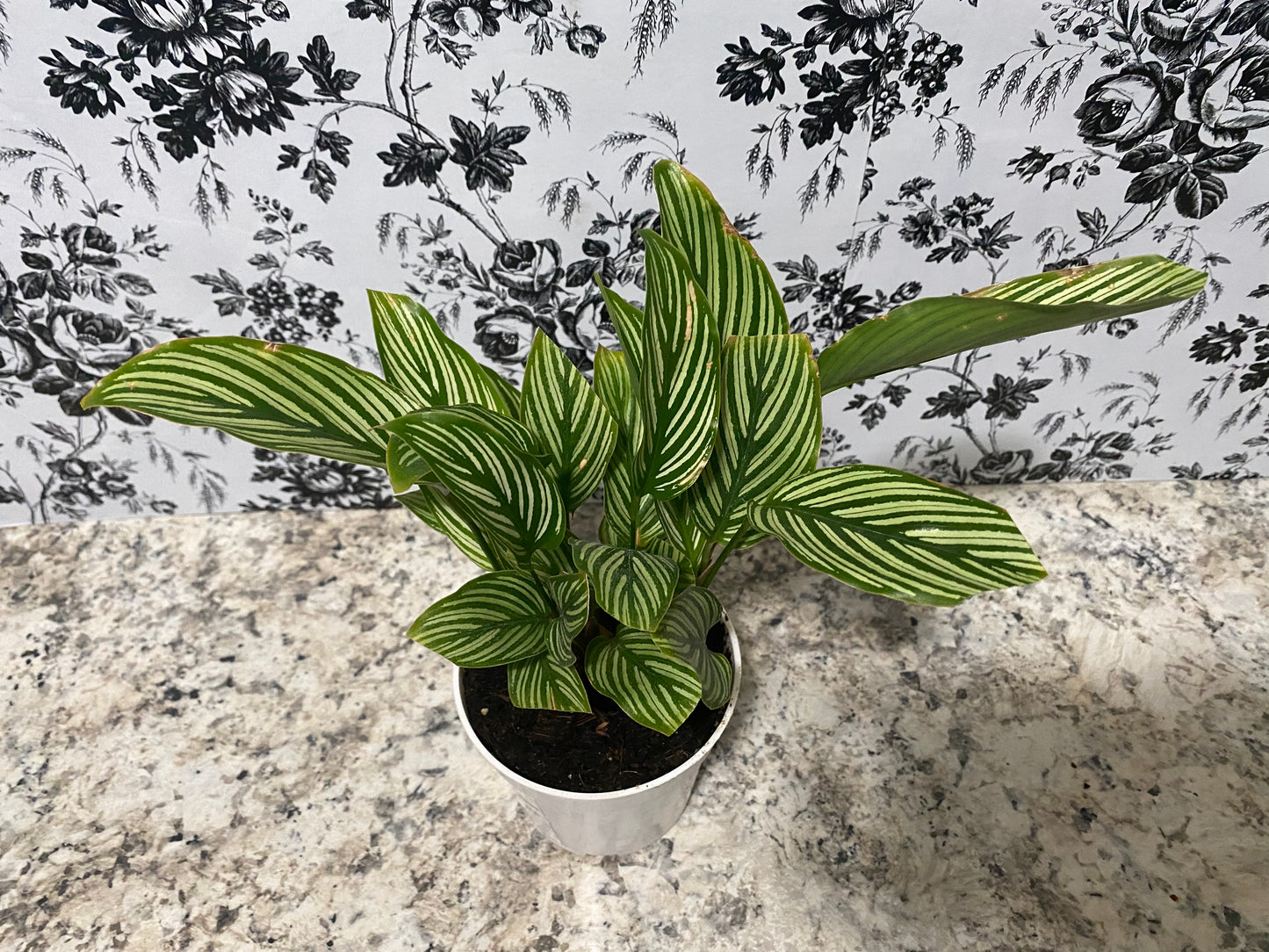 Calathea Vittata