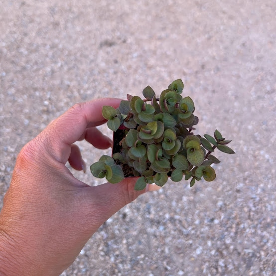 Callisia Repens/turtle vine