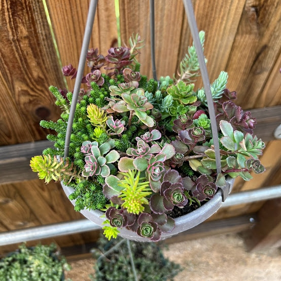 Hanging mixed sedum basket