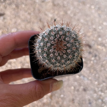 Spiny hedgehog cactus
