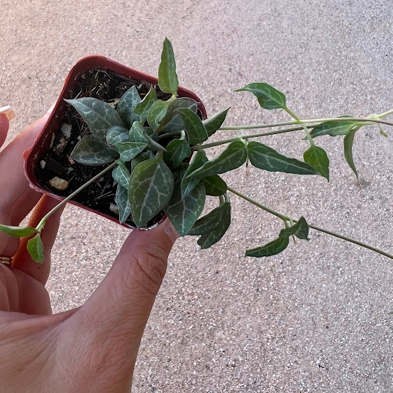 String of spades / dagger