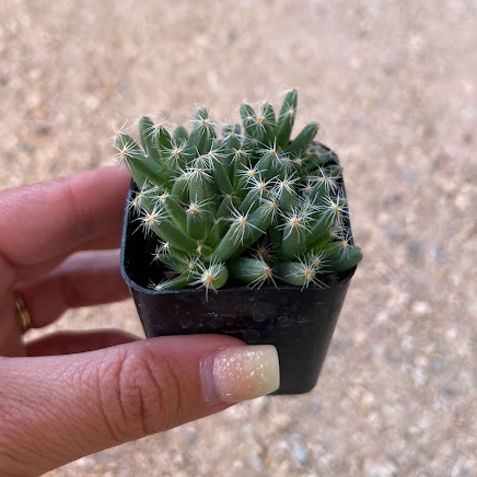 Trichodiadema densum